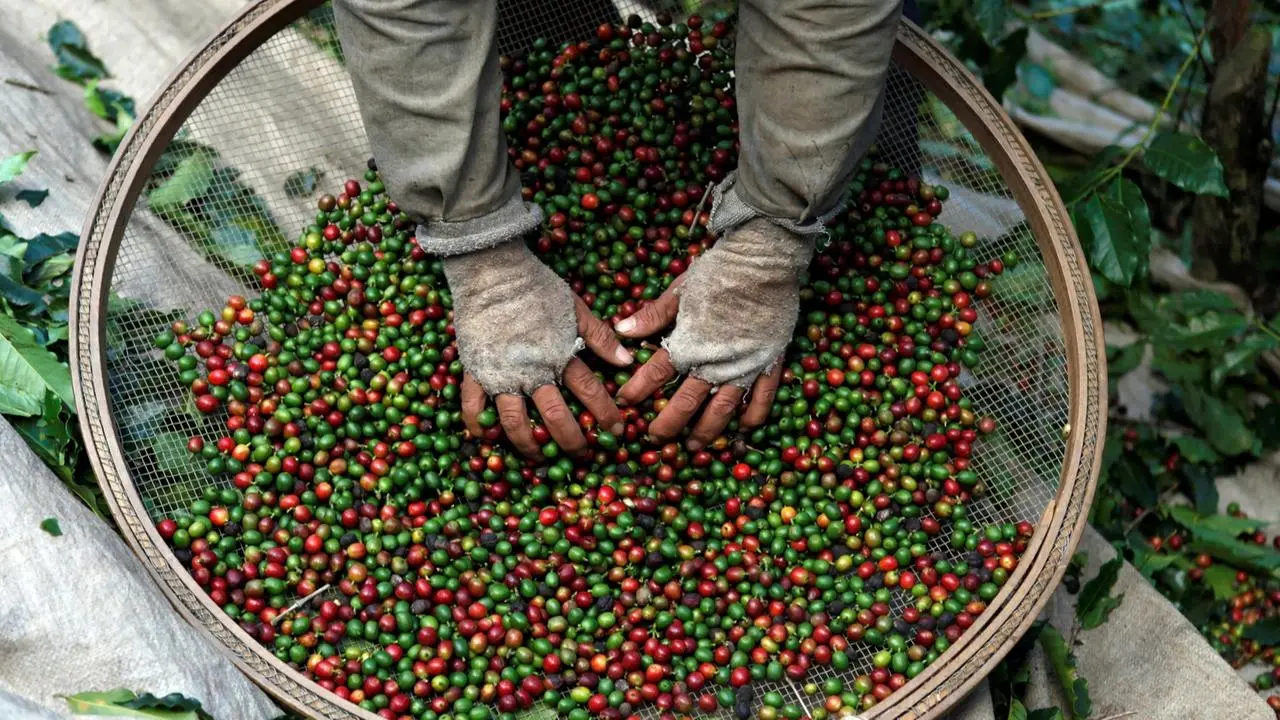 Kaffeeanbau in Brasilien: "Sie machen Sklaven aus uns"