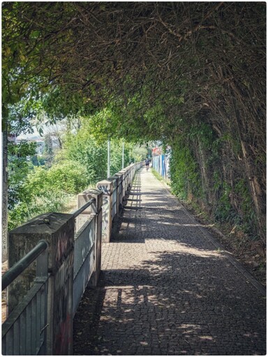 Bike path with bushes creating a nice shaded area to go throu, almost like a tunnel