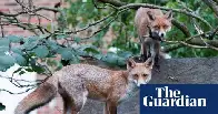 Google battling 'fox infestation' on roof of £1B London office