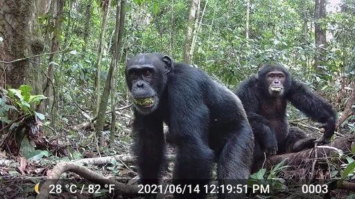 In the wild, chimpanzees likely ingest the equivalent of several alcoholic drinks every day
