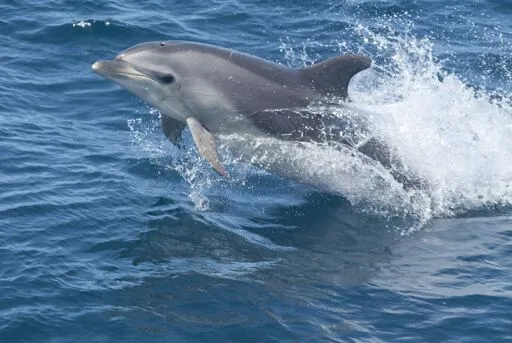 A Solo Dolphin Is Chattering Away Off Denmark's Coast—Is He Talking to Himself?