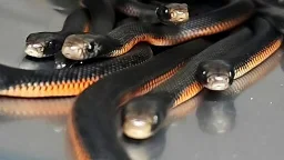 The number of snakes removed from this Australian yard will make you shudder