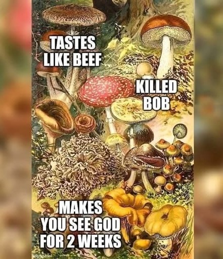 An image of densely packed mushrooms of various species on a forest floor. Three of the more prominent mushrooms are labeled.  A brown capped one is labeled"tastes like beef"; a red capped one is labeled "killed Bob", and a wrinkly white one is labeled "makes you see God for 2 weeks".  