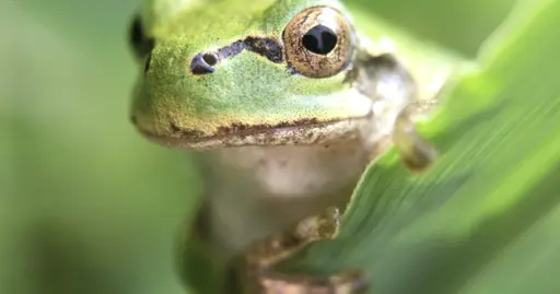 Frog gut bacterium eliminates cancer tumors in mice with a single dose