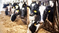 How Factory Farms Criminalized Journalism to Block Viral Videos of Animal Cruelty