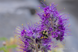A bee climbing around a Purple Fringe, my new favorite wildflower.  When discussing this flower with a friend, I said I wanted to call it a 'spark flower' or something electrical sounding cause it felt that way to me.
