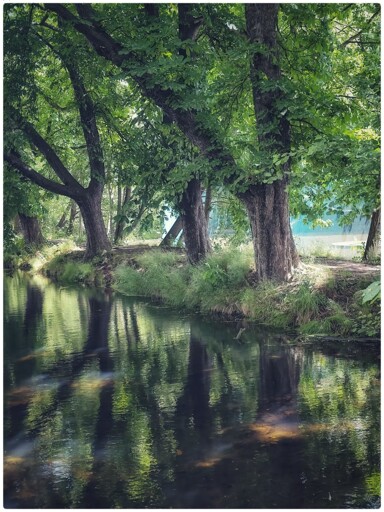 Dreamy scene by the side of a lake lined with trees. You could imagine fairies making boats from bits of tree bark and setting off on some adventure from the banks of that lake. 