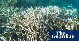 As record heat risks bleaching 73% of the world’s coral reefs, scientists ask ‘what do we do now?’