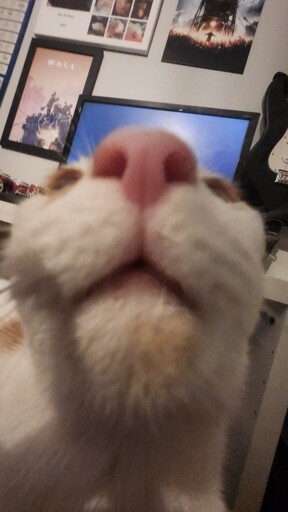 Cat rule