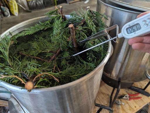 a steel kettle full of water and leyland cypress boughs is slowly heating up, I'm holding a thermometer in the water and the reading shows 126.1°F