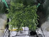 2x clones and 2x from seed. Still vegging for a couple more days.