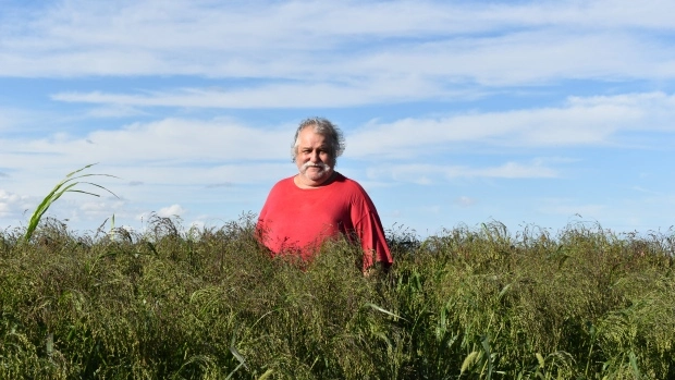 Canada 'Millet King' plans to use the grain to make his own cereal, beer - BNN Bloomberg