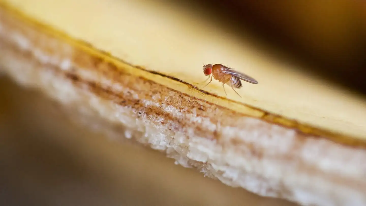 Kriminalbiologe Benecke über Fruchtfliegen: Wo kommen sie her, wie werde ich sie wieder los