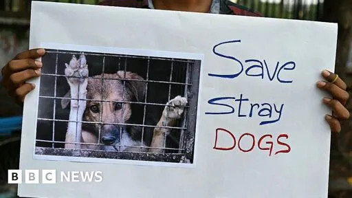 India's Supreme Court says Delhi stray dogs will not be sent to shelters