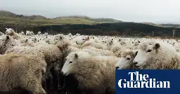 New Zealand falls out of love with sheep farming as lucrative pine forests spread