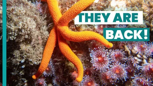 The STARS of the Ocean—Almost Literally!