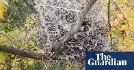 Crows and magpies using anti-bird spikes to build nests, researchers find