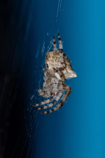 Close up picture of a cat-faced (jewel) spider waiting in the center of its web.