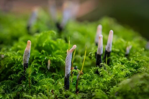 Xylaria mushroom growing from mossy ground