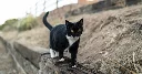 C.D.C. Posts, Then Deletes, Data on Bird Flu Spread Between Cats and People