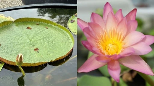 Singapore’s largest water lily collection, scenic boardwalks: Japanese Garden in Jurong to reopen in September