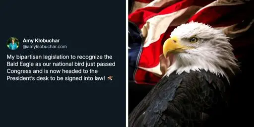 'Y'all are so f**king unserious': Americans blast Congress for prioritizing bill to make bald eagle the national bird