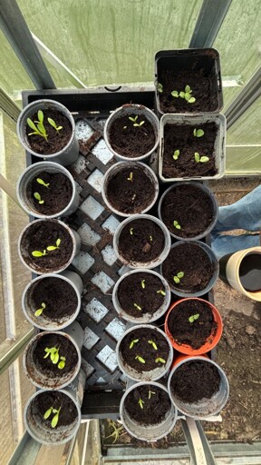 A collection of small plant pots arranged on a tray, with several pots showing new green seedlings emerging from the soil. The background features a greenhouse setting with visible walls and a floor. A coffee cup is positioned at the edge of the tray.