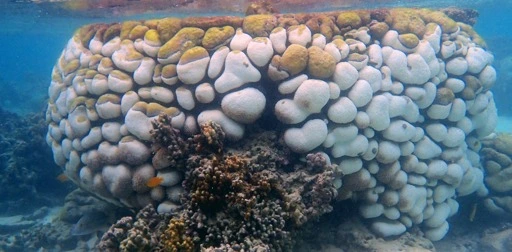 We watched these coral colonies succumb to black band disease. 6 months later, 75% were dead
