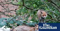 Google battling ‘fox infestation’ on roof of £1bn London office