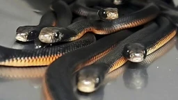 The number of venomous snakes removed from this Australian yard will make you shudder