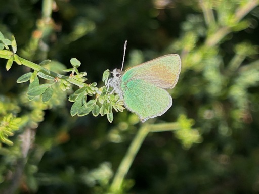 A small green butterfly rests with its wings closed sitting on a thin sprig with a few small green leaves. Most of the butterflies wing is iridescent green with some yellow/orange shading on the top. 