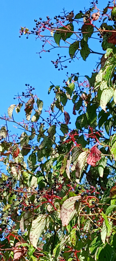 A tree bush of deep purple colored wild berries and a light blue sky.