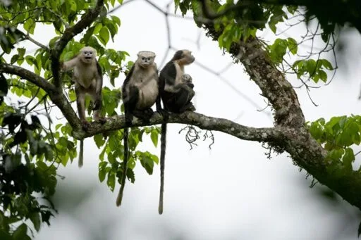 Tonkin snub-nosed monkeys were found in only two places on Earth. Now it’s one