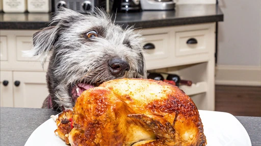 Heroic Dog Saves Family Of 5 From Herb-Roasted Chicken