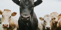 New bird flu variant found in Nevada dairy cows has experts sounding alarms: 'We have never been closer to a pandemic from this virus'