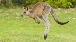 Carmakers give up on software that avoids kangaroos