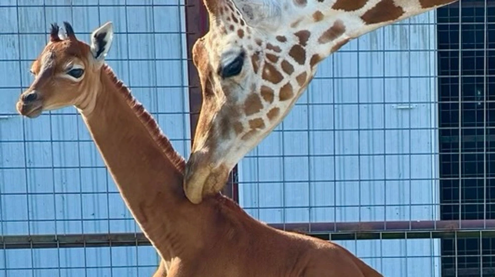 World's only spotless giraffe born at Tennessee zoo, public asked to help name her