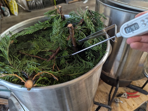 a steel kettle full of water and leyland cypress boughs is slowly heating up, I'm holding a thermometer in the water and the reading shows 126.1°F
