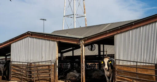 Avian Flu Has Hit Dairies So Hard That They’re Calling It ‘Covid for Cows’