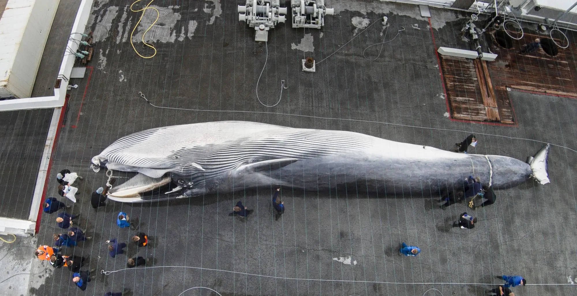 No Whaling This Summer: Minister Halts Fin Whale Hunting