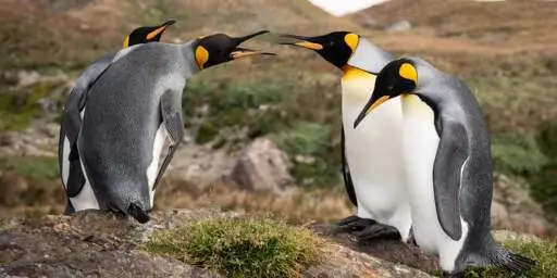 Linux is about to lose a feature – over a personality clash