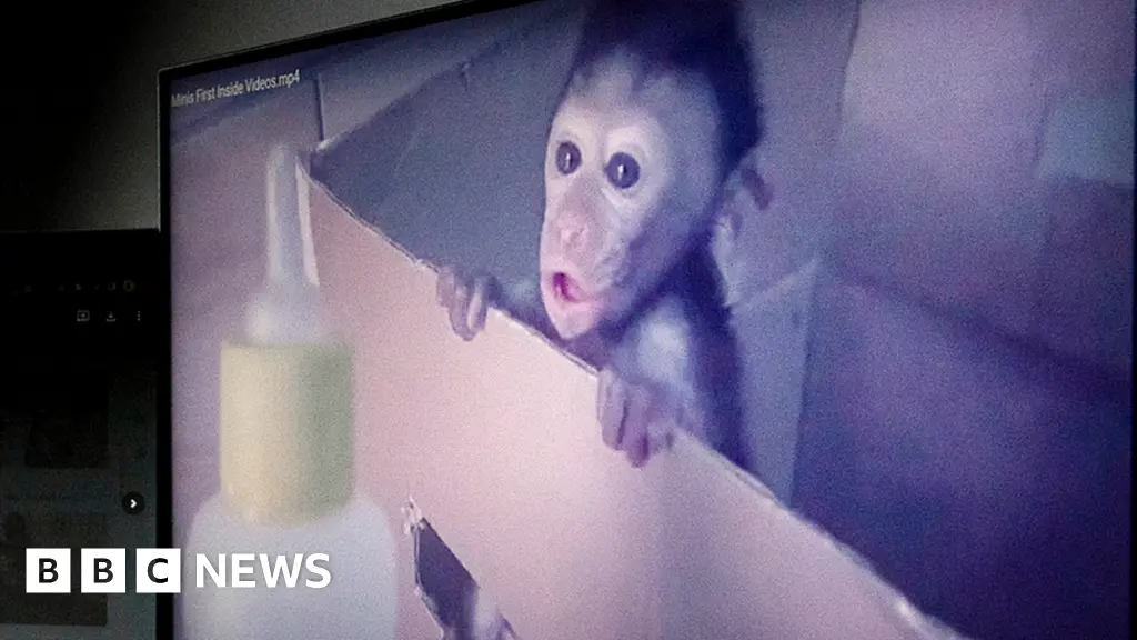 Global monkey torture ring exposed by BBC - BBC News