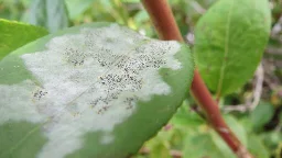 Blueberry industry at risk as powdery mildew spreads worldwide