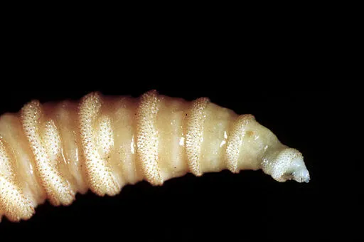 Texas prepares for war as invasion of flesh-eating flies appears imminent