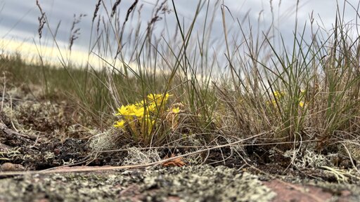 Photo from ground level of a yellow little flower growing among some lichen and straws of grass.