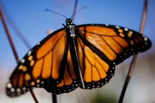 Would you like to see where the monarchs are? There’s an app for that.