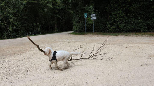 A white cockapoo carrying a branch about 5 times her body length