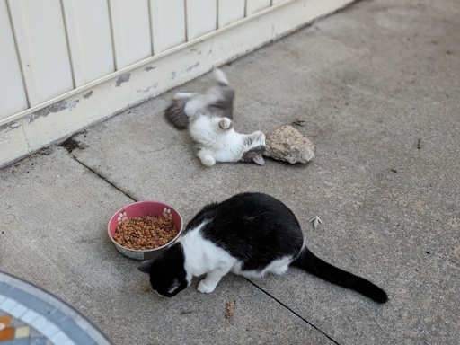 Two cats on the patio 