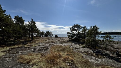 Photo from a seaside cliff with som dry moss and grass with a couple of small trees and the sea and sky in the background.
