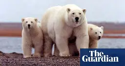 WWF helping facilitate trade in polar bear fur, investigation reveals